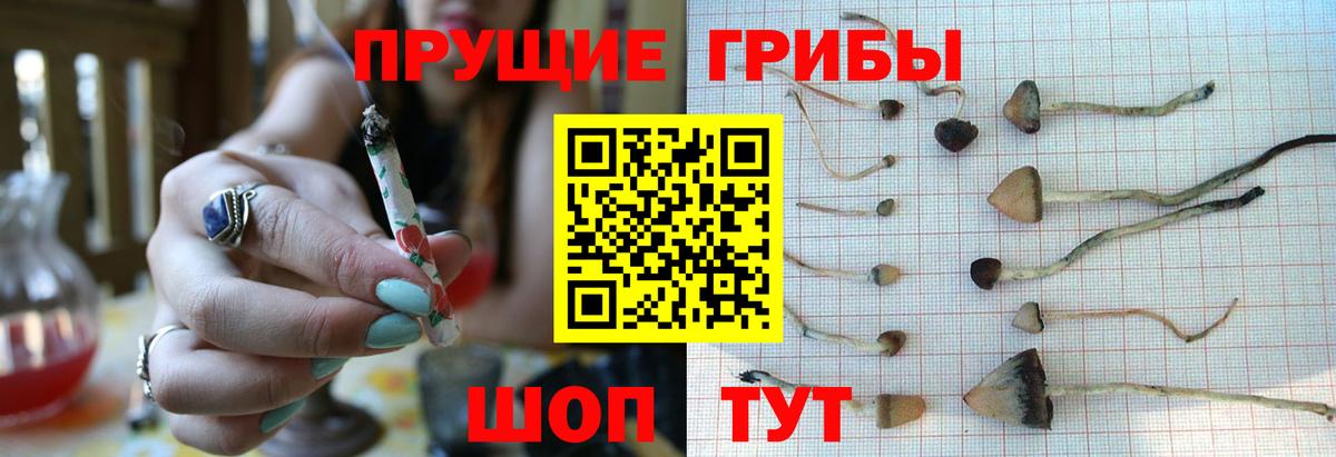 Псилоцибиновые грибы Psilocybe Кудымкар